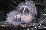 Long-eared Owls 